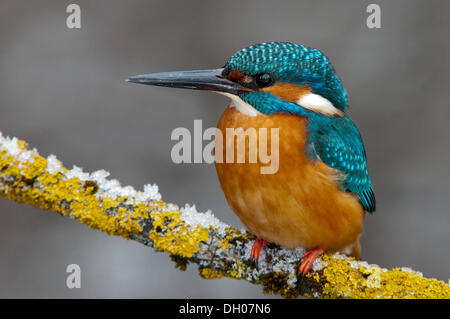 Kingfisher (Alcedo atthis), zone de conservation de Tratzberg, Tyrol, Autriche, Europe Banque D'Images