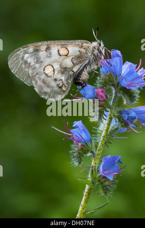 Apollo ou la montagne papillon Apollon (Parnassius apollo), Fliess, Tyrol, Autriche, Europe Banque D'Images