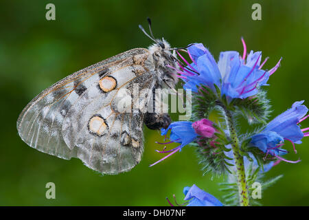 Apollo ou la montagne papillon Apollon (Parnassius apollo), Fliess, Tyrol, Autriche, Europe Banque D'Images