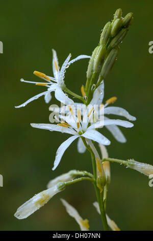 St Bernard's lily Anthericum liliago (), Fliess, Tyrol, Autriche, Europe Banque D'Images