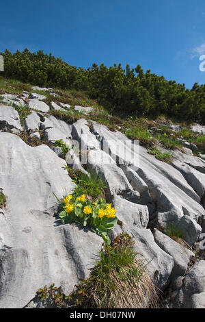 Auricula, coucou bleu montagne ou l'oreille d'Ours (Primula auricula), Rosskopf, Rofan, Tyrol, Autriche, Europe Banque D'Images