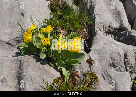 Auricula, coucou bleu montagne ou l'oreille d'Ours (Primula auricula), Rosskopf, Rofan, Tyrol, Autriche, Europe Banque D'Images