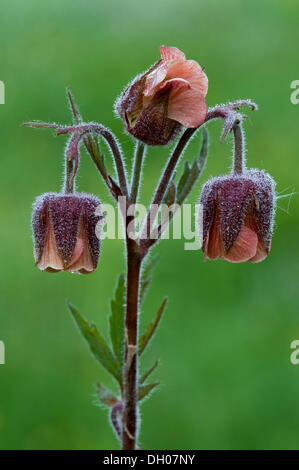 (Geum rivale Benoîte de l'eau), Filz, Woergl, Tyrol, Autriche, Europe Banque D'Images