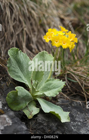 Auricula, coucou bleu montagne ou l'oreille d'Ours (Primula auricula), Vomperloch, le PMVD, Karwendel, Tyrol, Autriche, Europe Banque D'Images