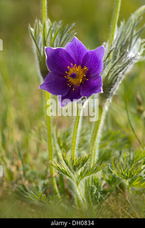 Anémone pulsatille commune (Pulsatilla vulgaris), Jura souabe, Bade-Wurtemberg Banque D'Images