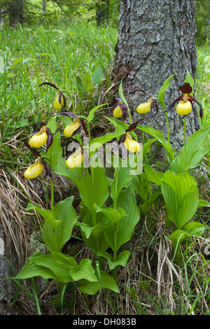 Lady's Slipper Orchid (Cypripedium calceolus), Steinberg, Tyrol, Autriche, Europe Banque D'Images