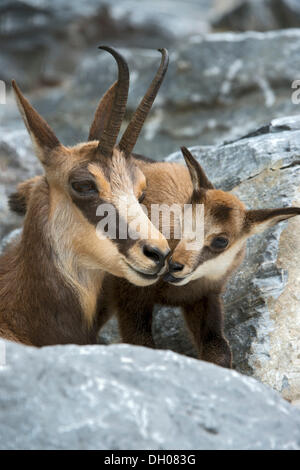 Chamois avec fawn (Rupicapra rupicapra), Zoo alpin d'Innsbruck, Tyrol, Autriche, Europe Banque D'Images