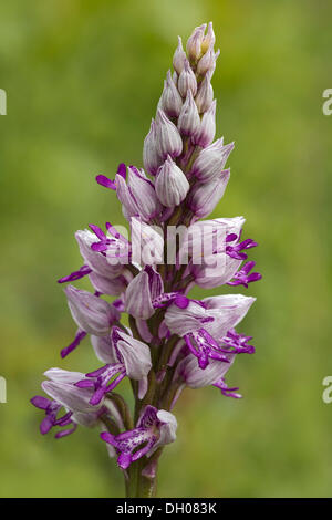 Orchidée militaire (Orchis militaris), Bad Ditzenbach, Souabe Alp, Bade-Wurtemberg Banque D'Images