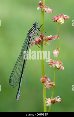 Demoiselle d'Azur (Coenagrion puella), femme, sur terrain petite oseille (Rumex acetosella), Filz, Woergl, Tyrol, Autriche, Europe Banque D'Images