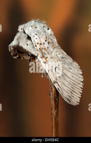 Puss Moth (Cerura vinula), Perktoldsdorf, Basse Autriche, Autriche, Europe Banque D'Images