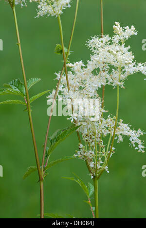 La reine-des-Prés ou Mead Millepertuis (Filipendula ulmaria), Filz, Woergl, Tyrol, Autriche, Europe Banque D'Images