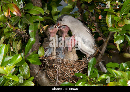 Blackcap (Sylvia atricapilla) nourrir les poussins, Schwaz, Tyrol, Autriche, Europe Banque D'Images