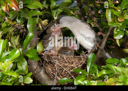 Blackcap (Sylvia atricapilla) nourrir les poussins, Schwaz, Tyrol, Autriche, Europe Banque D'Images