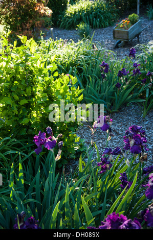 Tôt le matin, le soleil brosse des couleurs vives à travers le jardin d'une maison dans les montagnes au-dessus d'Asheville, Caroline du Nord. (ÉTATS-UNIS) Banque D'Images