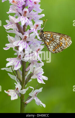 Heath fritillary (Melitaea athalia papillon) sur la commune (Dactylorhiza fuchsii Orchid), Hopfgarten, Tyrol, Autriche Banque D'Images