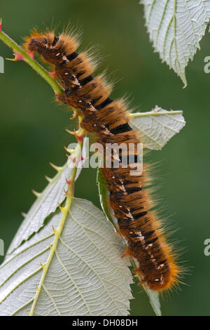 Caterpillar d'un chêne Eggar (Lasiocampa quercus), Schwaz, Tyrol, Autriche, Europe Banque D'Images