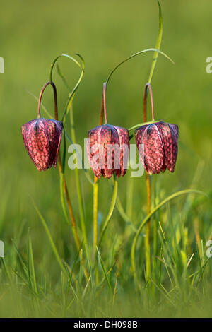 Tête du serpent Fritillary damier ou Lily (Fritillaria meleagris), Luising, Burgenland, Autriche Banque D'Images