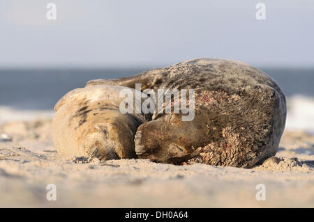 Paire de phoques gris (Halichoerus grypus) couché sur la plage après l'accouplement, Helgoland, Helgoland, Schleswig-Holstein, Allemagne Banque D'Images