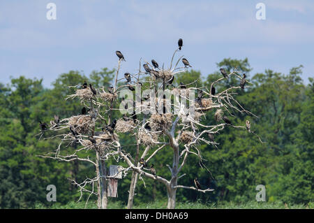 Grands cormorans noirs ou de Grands Cormorans (Phalacrocorax carbo) qui nichent dans les arbres morts, colonie de reproduction, Meißendorfer Teiche Banque D'Images