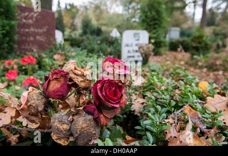 Hanovre, Allemagne. 28 Oct, 2013. Roses fanées et pierres tombales debout sur la tombe musulmane sur le terrain cimetière Stoecken à Hanovre, Allemagne, 28 octobre 2013. Des associations de migrants s'attendre à une augmentation de sépultures islamiques en Allemagne. Photo : Hauke-Christian Dittrich/dpa/Alamy Live News Banque D'Images