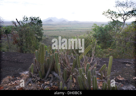 Paysage de savane, au Guyana, en Amérique du Sud. Banque D'Images