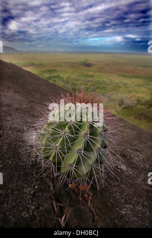 Les cactus qui poussent sur un éperon rocheux à la recherche sur le paysage de savane, au Guyana, en Amérique du Sud. Banque D'Images