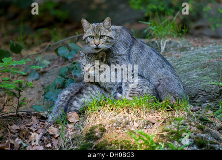 Chat sauvage (Felis silvestris) avec les jeunes, Nationalpark Bayerischer Wald, parc national de Bavière Banque D'Images