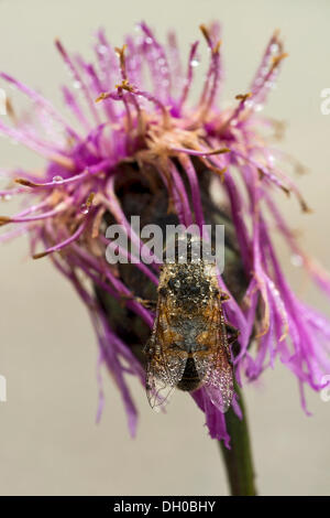 Hoverfly, dronefly drone ou voler (Eristalis tenax), la rivière Isar, Bavière Banque D'Images