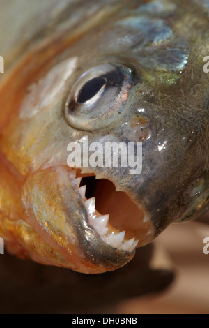 Le piranha à ventre rouge ou rouge, piranha Pygocentrus nattereri, Guyana, en Amérique du Sud. Banque D'Images