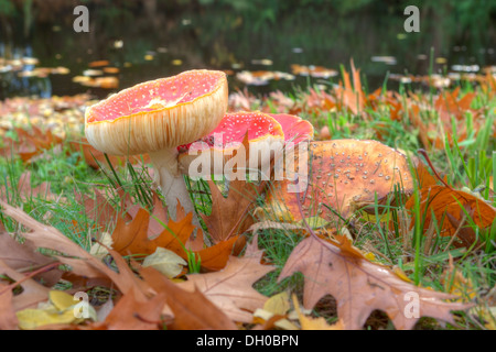 Tête de soufre rouge sur la Veluwe, Pays-Bas Banque D'Images