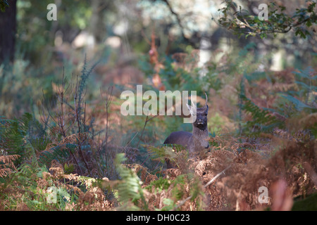 Yound cerf Sika, Cervus nippon, stag dans bracken, Arne nature reserve, Dorset, UK Banque D'Images