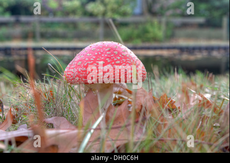 Tête de soufre rouge sur la Veluwe, Pays-Bas Banque D'Images