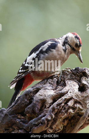 Grand Pic mar Dendrocopos major, avec les jeunes, tous les couronne rouge, UK Banque D'Images