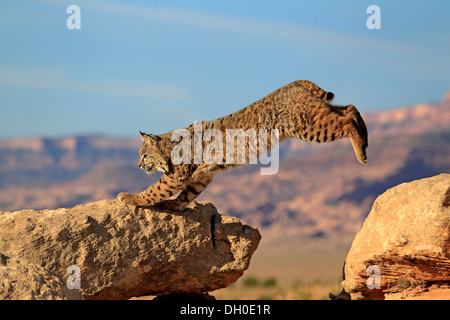 Lynx roux (Lynx rufus) sautant sur un rocher, captive, Monument Valley, Utah, United States Banque D'Images