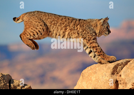 Lynx roux (Lynx rufus) sautant sur un rocher, captive, Monument Valley, Utah, United States Banque D'Images