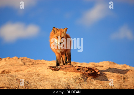 Le renard roux (Vulpes vulpes) adulte, debout sur un rocher, captive, Monument Valley, Utah, United States Banque D'Images