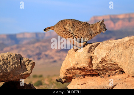 Lynx roux (Lynx rufus) sautant sur un rocher, captive, Monument Valley, Utah, United States Banque D'Images