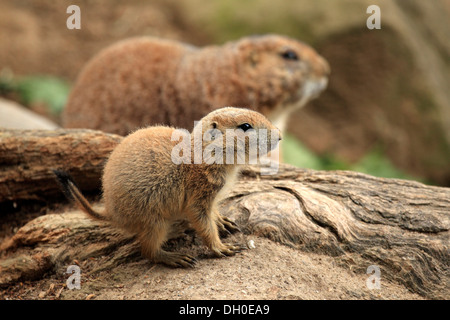 Chien de prairie (Cynomys ludovicianus), les jeunes, captive, Heidelberg, Bade-Wurtemberg, Allemagne Banque D'Images