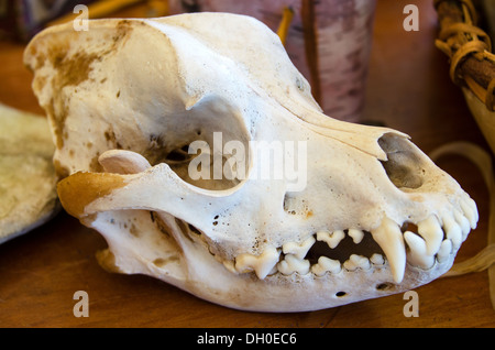 Crâne d'un Coyote (Canis latrans var.) Banque D'Images