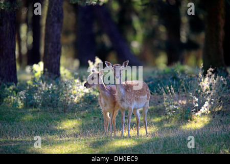 Fallow Deer (Cervus dama), deux n, captive, Wildpark Silz, Korlingen - Ouest, Rhénanie-Palatinat, Allemagne Banque D'Images