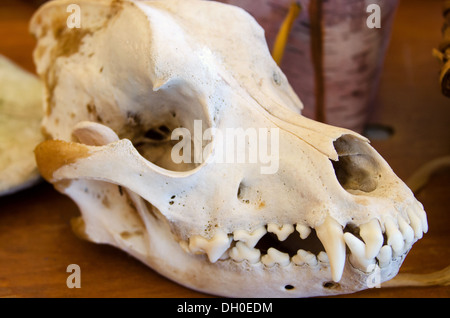 Crâne d'un Coyote (Canis latrans var.) Banque D'Images