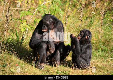 Les bonobos (pan paniscus), originaire d'Afrique, les femmes et les jeunes, captive, Apeldoorn, Gueldre, Pays-Bas Banque D'Images