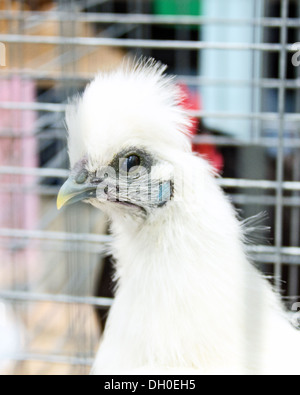 A fluffy white Feather Leg Silkie chicken sur l'affichage à une foire agricole. Banque D'Images