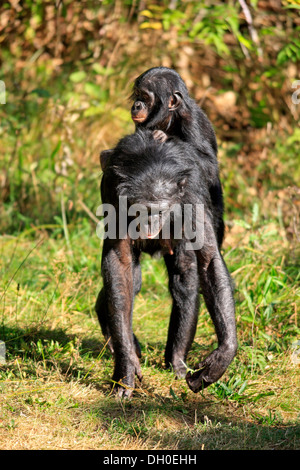 Les bonobos (pan paniscus), originaire d'Afrique, les femmes et les jeunes, captive, Apeldoorn, Gueldre, Pays-Bas Banque D'Images