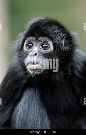 Singe araignée à tête noire (Ateles fusciceps robustus), captive, Apeldoorn, Gueldre, Pays-Bas Banque D'Images