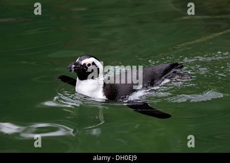 Manchot, pingouin à pieds noirs ou Jackass (Spheniscus demersus), adulte, natation, captive, Neuwied Banque D'Images