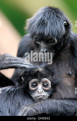 Singe araignée à tête noire (Ateles fusciceps robustus), Femme avec enfant, captive, Apeldoorn, Gueldre, Pays-Bas Banque D'Images