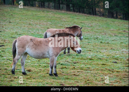Deux chevaux de Przewalski (Equus ferus przewalskii) indigène dans les steppes de Mongolie, l'Asie centrale Banque D'Images