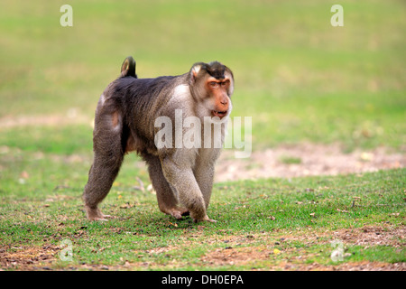 Le sud de Pig-tailed Macaque (Macaca nemestrina), homme, captive, Arnhem, Gueldre, Pays-Bas Banque D'Images