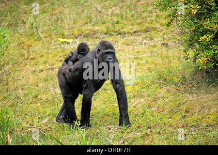 Gorille de plaine de l'ouest (Gorilla gorilla gorilla), femelle adulte avec un bébé, captive, Apenheul Primate Park, Apeldoorn Banque D'Images